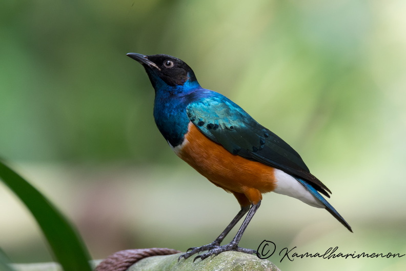 superb-starling-(Lamprotornis-superbus).jpg