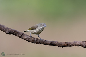 Thick-billed Flowerpecker (Dicaeum agile)