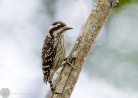 Sunda pygmy woodpecker (Yungipicus moluccensis)01
