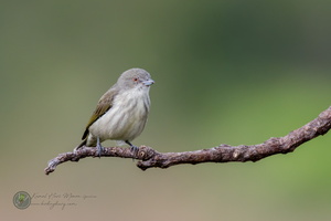 Thick-billed Flowerpecker (Dicaeum agile)01
