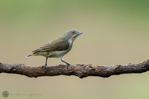 Thick-billed Flowerpecker (Dicaeum agile)02