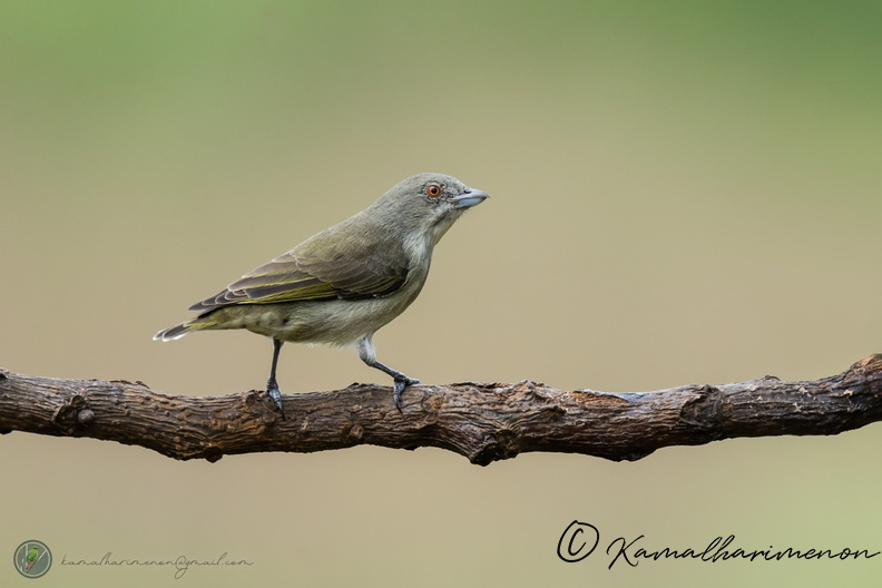 Thick-billed Flowerpecker (Dicaeum agile)02.jpg