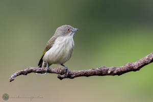 Thick-billed Flowerpecker (Dicaeum agile)03