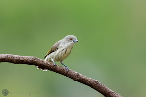 Thick-billed Flowerpecker (Dicaeum agile)06