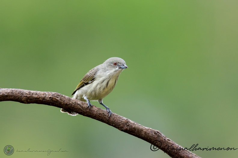 Thick-billed Flowerpecker (Dicaeum agile)06.jpg