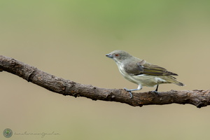 Thick-billed Flowerpecker (Dicaeum agile)04