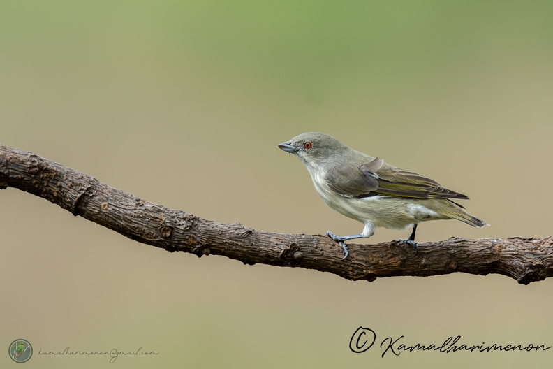 Thick-billed Flowerpecker (Dicaeum agile)04.jpg