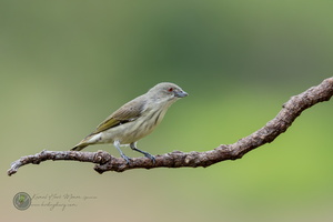 Thick-billed Flowerpecker (Dicaeum agile)07