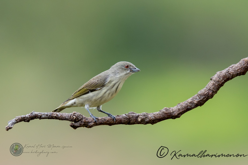 Thick-billed Flowerpecker (Dicaeum agile)07.jpg