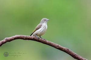 Thick-billed Flowerpecker (Dicaeum agile)08