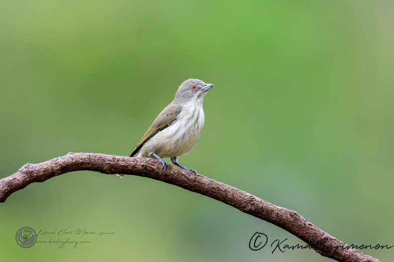 Thick-billed Flowerpecker (Dicaeum agile)08.jpg