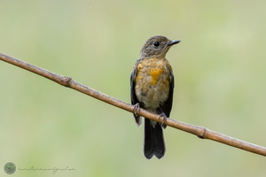 Tickell's Blue-flycatcher (Cyornis tickelliae)