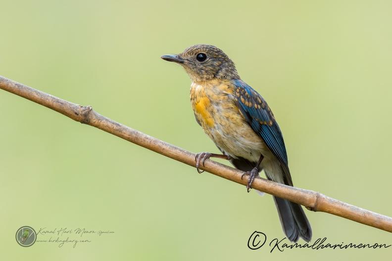 Tickell's Blue-flycatcher (Cyornis tickelliae)02.jpg