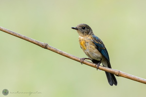 Tickell's Blue-flycatcher (Cyornis tickelliae)01