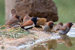 Tricolored Munia (Lonchura malacca)