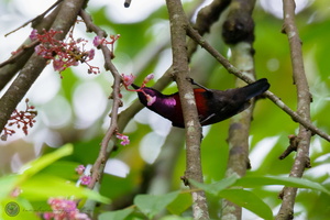 Van Hasselt's Sunbird (Leptocoma brasiliana) 01