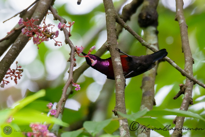 Van Hasselt's Sunbird (Leptocoma brasiliana) 01.jpg