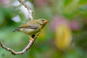 Van Hasselt's Sunbird (Leptocoma brasiliana) 02