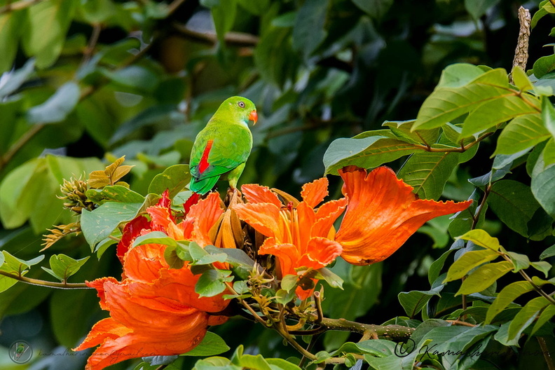 Vernal Hanging Parrot (Loriculus vernalis).jpg