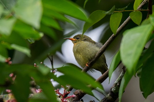 Van Hasselt's Sunbird (Leptocoma brasiliana)