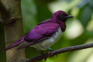 violet-backed-starling-(Cinnyricinclus-leucogaster)