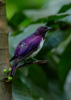 violet-backed-starling-(Cinnyricinclus-leucogaster)01
