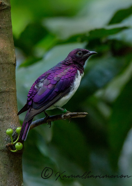 violet-backed-starling-(Cinnyricinclus-leucogaster)01.jpg