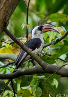 Von der Decken’s hornbills (Tockus deckeni)