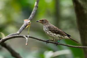 violet-backed-starling-(Cinnyricinclus-leucogaster)02