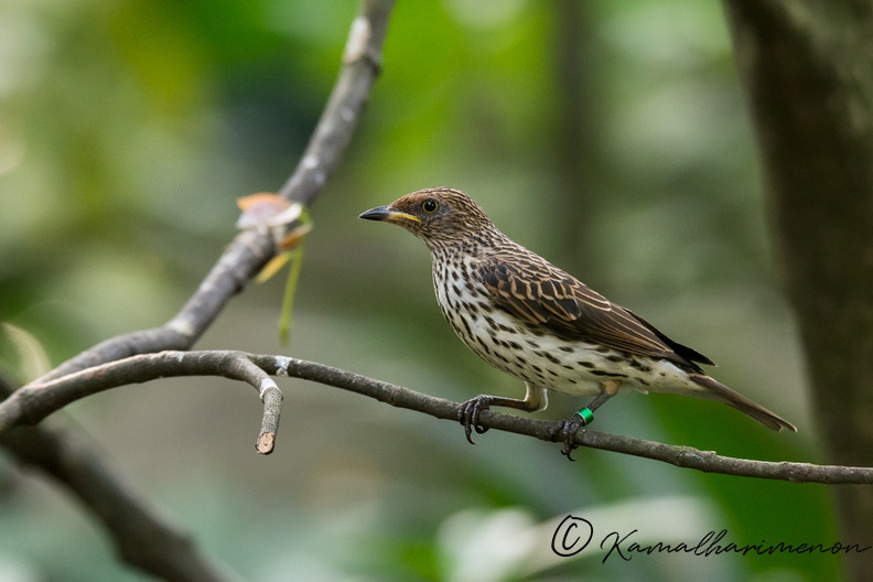 violet-backed-starling-(Cinnyricinclus-leucogaster)02.jpg