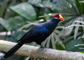 violet-turaco(Musophaga-violacea)