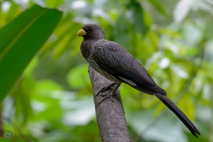 Western Plantain-eater (Crinifer piscator)