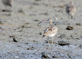 whimbrel-(Numenius-phaeopus)