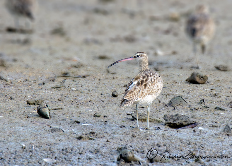 whimbrel-(Numenius-phaeopus).jpg