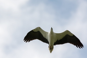 white-bellied-sea-eagle-(Haliaeetus-leucogaster)