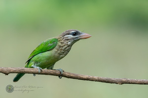 White-cheeked Barbet (Megalaima viridis)
