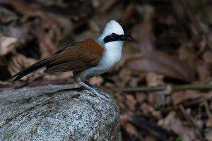 white-crested laughingthrush (Garrulax leucolophus)01