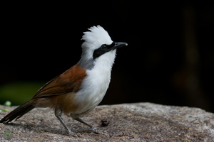 white-crested laughingthrush (Garrulax leucolophus)03