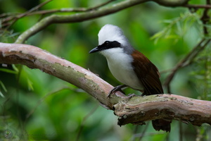 white-crested laughingthrush (Garrulax leucolophus)04