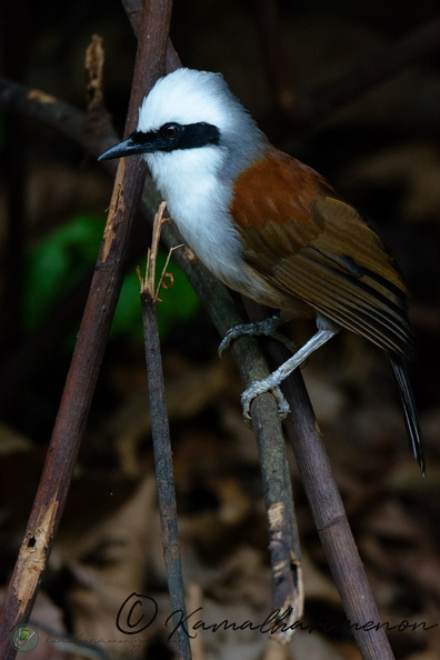 white-crested laughingthrush (Garrulax leucolophus)02.jpg