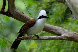 white-crested laughingthrush (Garrulax leucolophus)05