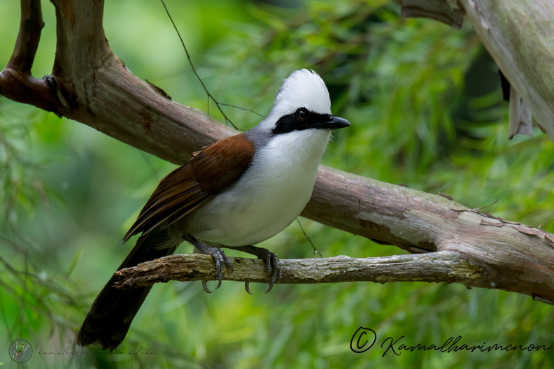 white-crested laughingthrush (Garrulax leucolophus)05.jpg