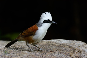 white-crested laughingthrush (Garrulax leucolophus)07