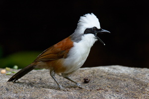 white-crested-laughingthrush-(Garrulax-leucolophus)