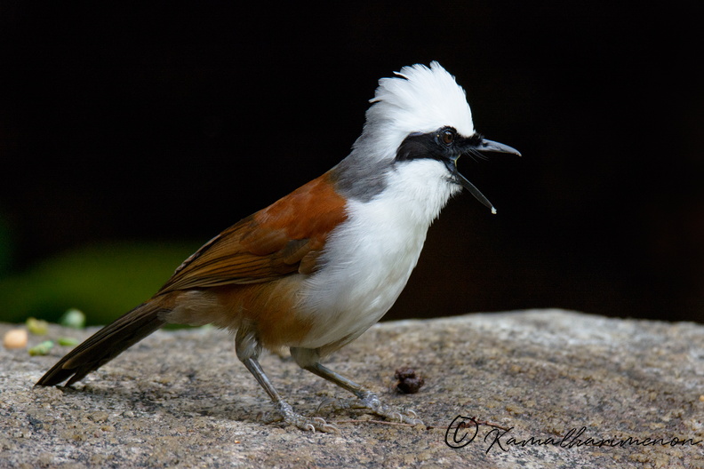 white-crested-laughingthrush-(Garrulax-leucolophus).jpg