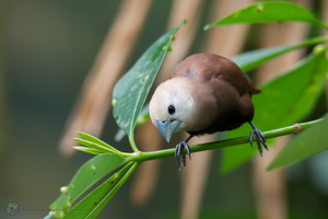 White-headed Munia (Lonchura maja)