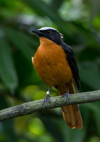 white-crowned robin-chat (Cossypha albicapilla)