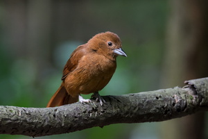 white-lined tanager (Tachyphonus rufus) 