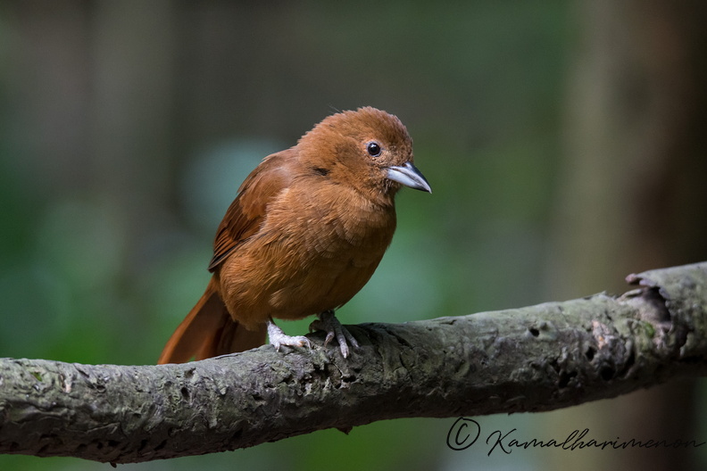 white-lined tanager (Tachyphonus rufus) .jpg