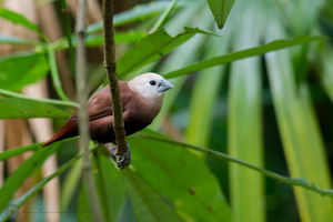 White-headed Munia (Lonchura maja)01